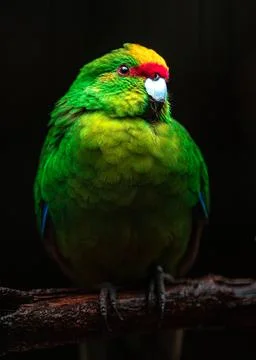 Yellow-crowned parakeet Foto stock