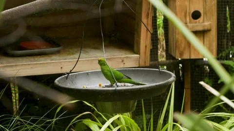 A Yellow Crowned Parakeet timidly finds something to eat before flying away Video stock 285732002