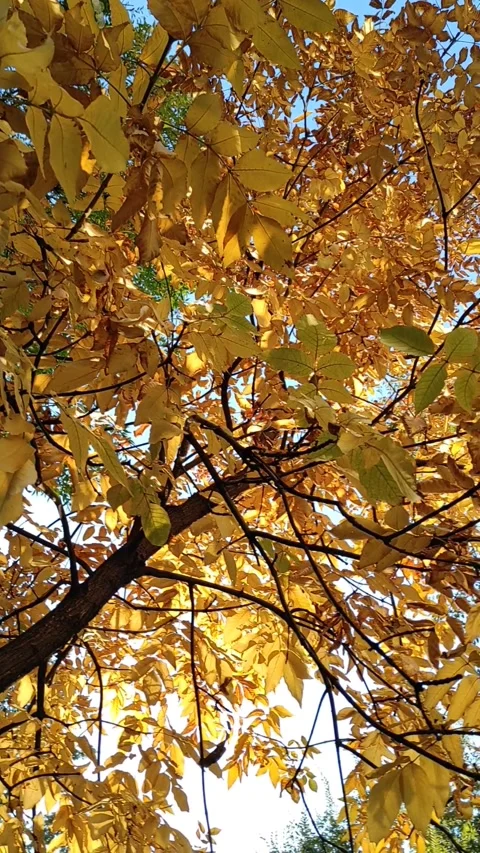 Yellow crowns of trees in autumn Stock Footage 288111116
