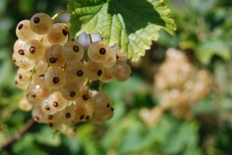 Yellow currants Stock-Fotos
