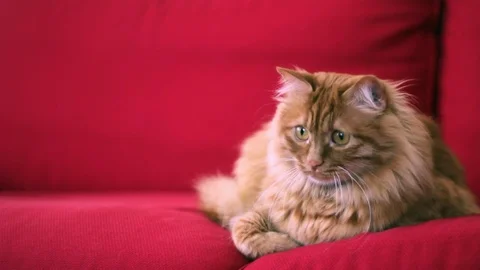 Yellow cute cat is looking up and down Stock Footage 74400204