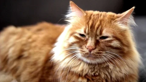Yellow cute cat is ready to sleep Stock Footage 74394493