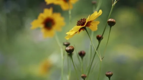 Yellow, cute flowers from down to top, motion Stock Footage 136479398