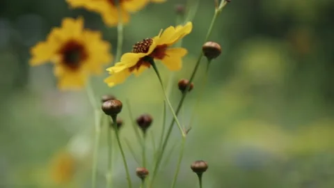 Yellow, cute flowers from top down, motion Stock Footage 136479208