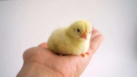 Yellow cute fluffy chick sitting in the hand Stock Footage 108397876
