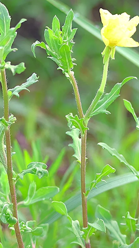 Yellow Cutleaf Evening Primrose Flower with Raindrops in Early Morning, 4K Vidéo 338375926