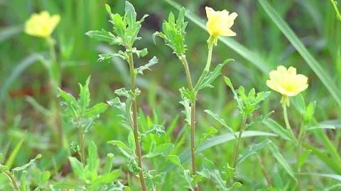 Yellow Cutleaf Evening Primrose Flower with Raindrops in Early Morning, 4K Stock-Footage 338375928