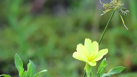 Yellow Cutleaf Evening Primrose Flower with Raindrops in Early Morning, 4K Stock-Footage 338375929