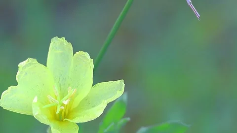 Yellow Cutleaf Evening Primrose Flower with Raindrops in Early Morning, 4K Stock-Footage 338375949