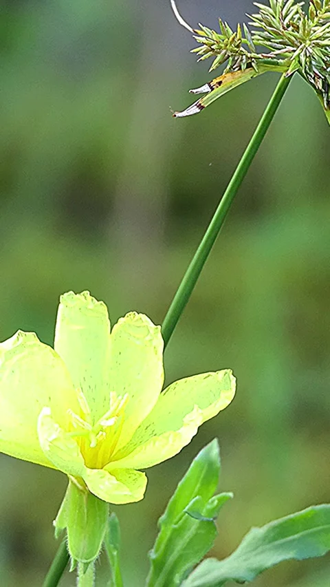 Yellow Cutleaf Evening Primrose Flower with Raindrops in Early Morning, 4K Stock-Footage 338375950