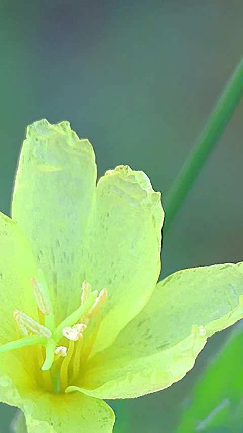 Yellow Cutleaf Evening Primrose Flower with Raindrops in Early Morning, 4K Stock-Footage 338375988