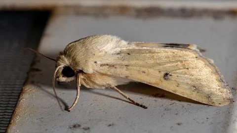 Yellow Cutworm Moth Foto stock