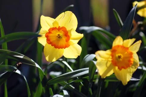 Yellow Daffadil Stock Photos