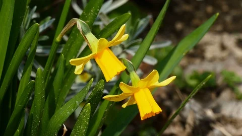 Yellow daffadils in garden on the wind in springtime Stock Footage 126090451