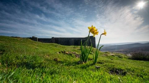 A yellow daffodil basques in spring summer sunshine on the moors above top wi Stock Photos