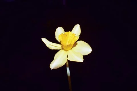 Yellow daffodil on a black background Stock Photos