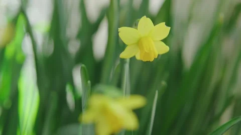 Yellow daffodil blooming in spring Stock Footage 301570795