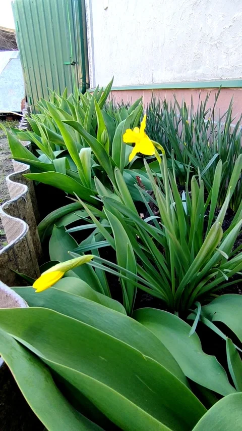 Yellow daffodil blooming in spring garden Stock Footage 332128022