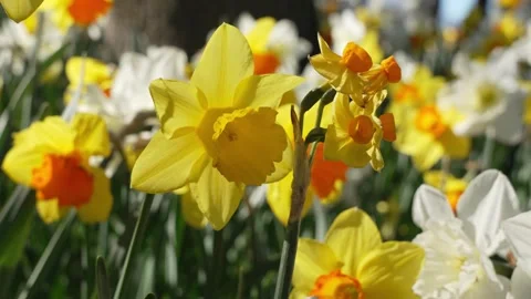 Yellow Daffodil Blooming In Spring Sunlight Stock Footage 329329661
