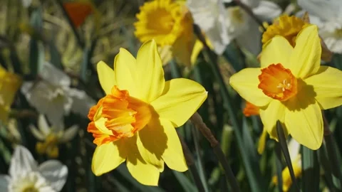 Yellow Daffodil Blooming In Spring Sunlight Stock Footage 329329665