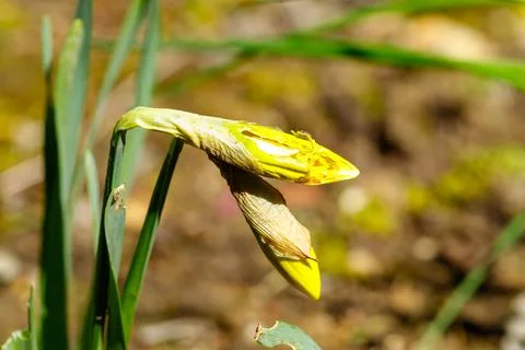 Yellow daffodil bud breaking dormancy in spring garden Stock Photos