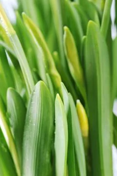 Yellow daffodil buds Stock Photos