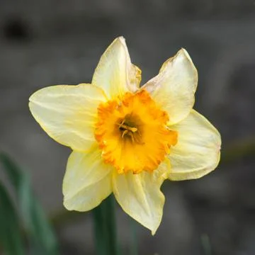 Yellow daffodil close Stock Photos