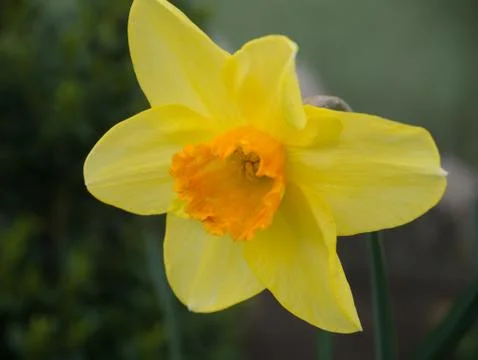 Yellow daffodil close up Stock Photos
