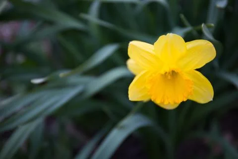 Yellow Daffodil Close up Stock Photos