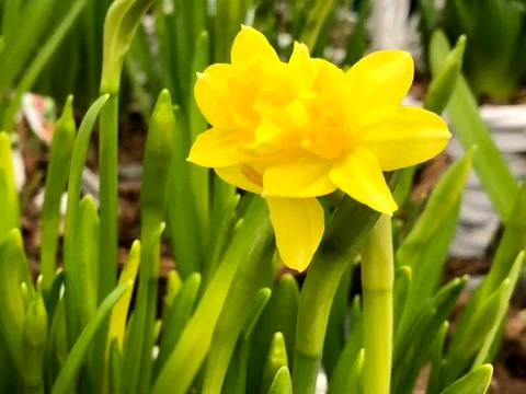 Yellow daffodil close up. Stock Photos