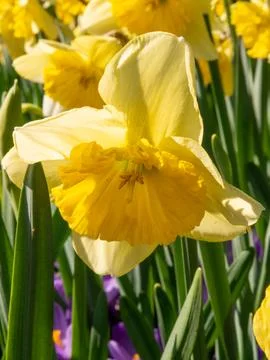 Yellow Daffodil Close-Up in Spring Sunlight Stock Photos
