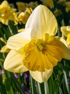 Yellow Daffodil Close-Up in Spring Sunlight Stock Photos