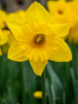 Yellow Daffodil Close-Up in Spring Sunlight Stock Photos