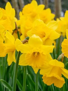 Yellow Daffodil Close-Up in Spring Sunlight Stock Photos