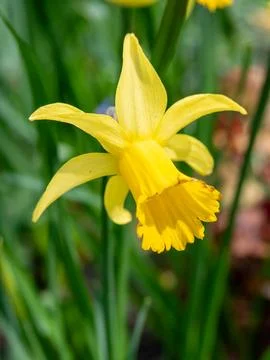 Yellow Daffodil Close-Up in Spring Sunlight Stock Photos