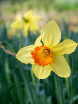 Yellow Daffodil Close-Up in Spring Sunlight Stock Photos