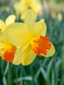 Yellow Daffodil Close-Up in Spring Sunlight Stock Photos