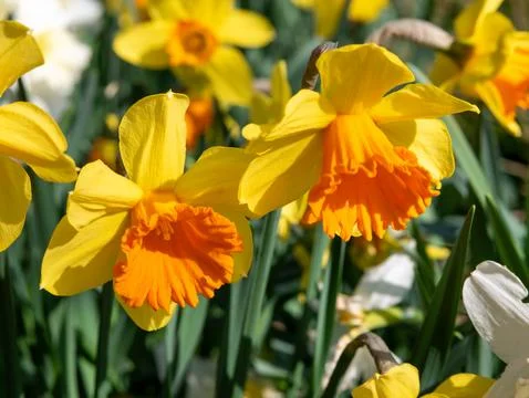 Yellow Daffodil Close-Up in Spring Sunlight Stock Photos
