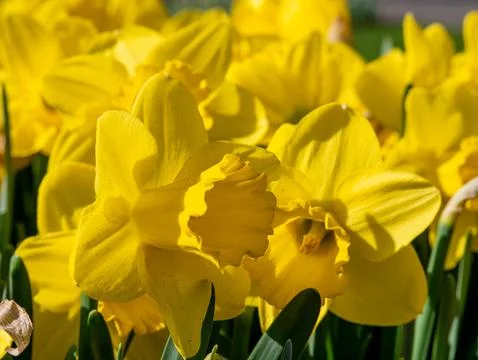 Yellow Daffodil Close-Up in Spring Sunlight Stock Photos