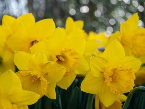 Yellow Daffodil Close-Up in Spring Sunlight Stock Photos