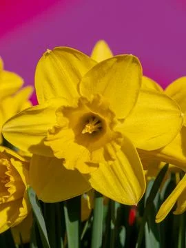 Yellow Daffodil Close-Up in Spring Sunlight 库存照片