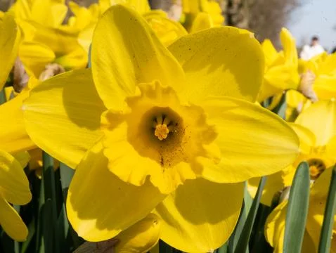 Yellow Daffodil Close-Up in Spring Sunlight Stock Photos
