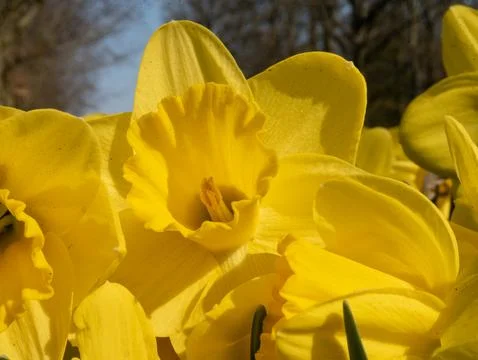 Yellow Daffodil Close-Up in Spring Sunlight 库存照片