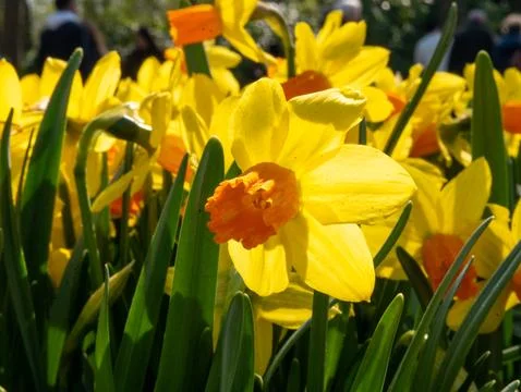 Yellow Daffodil Close-Up in Spring Sunlight Stock Photos