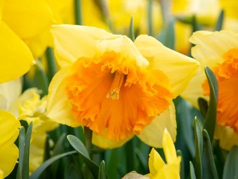 Yellow Daffodil Close-Up in Spring Sunlight Stock Photos