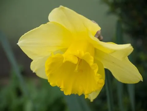 Yellow daffodil close up view  Stock Photos