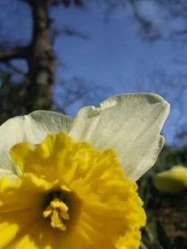 Yellow Daffodil Closeup Stock Photos