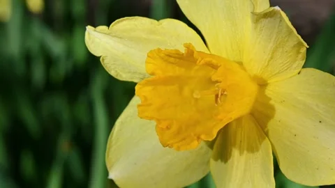 Yellow Daffodil Closeup Spring Bloom. Stock Footage 306335471