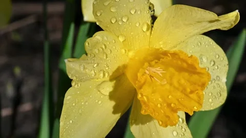 Yellow Daffodil Dew Drops Spring. Stock Footage 306335500