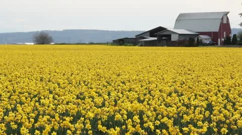Yellow daffodil field with barn Stock Footage 11803668